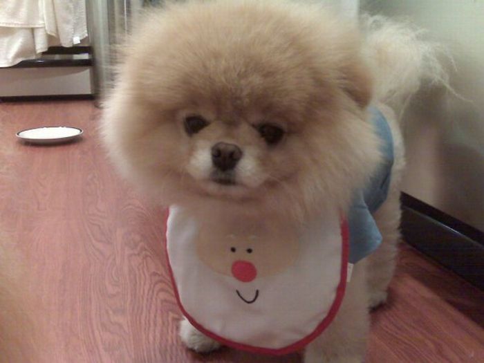 Meet Boo the Cutest Pomeranian Dog