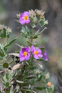 jara-blanca-cistus-albidus-