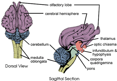Sistem Saraf Pada Hewan - Sistem Saraf Pada Hewan (Vertebrata dan Avertebrata ... / Jenis sel utama yang ditemukan dalam sistem saraf adalah neuron, yang memiliki sel tubuh, yang mengandung inti, dan ekstensi panjang untuk membawa informasi dari satu bagian tubuh ke bagian lain.