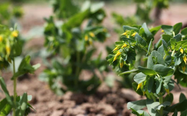 Cerinthe Minor Flowers Pictures