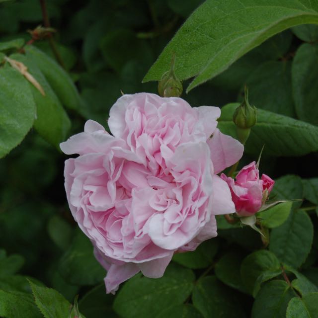 Roos 'Fantin Latour' 