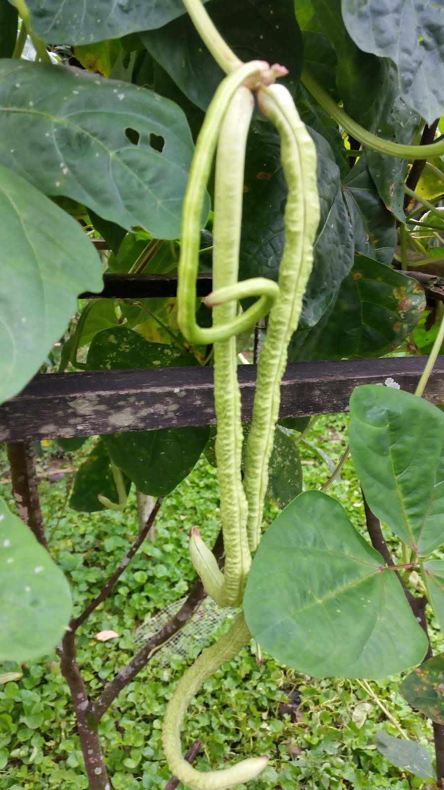 Warisan Petani Kacang Panjang Ular Tanam Sepokok Tak 