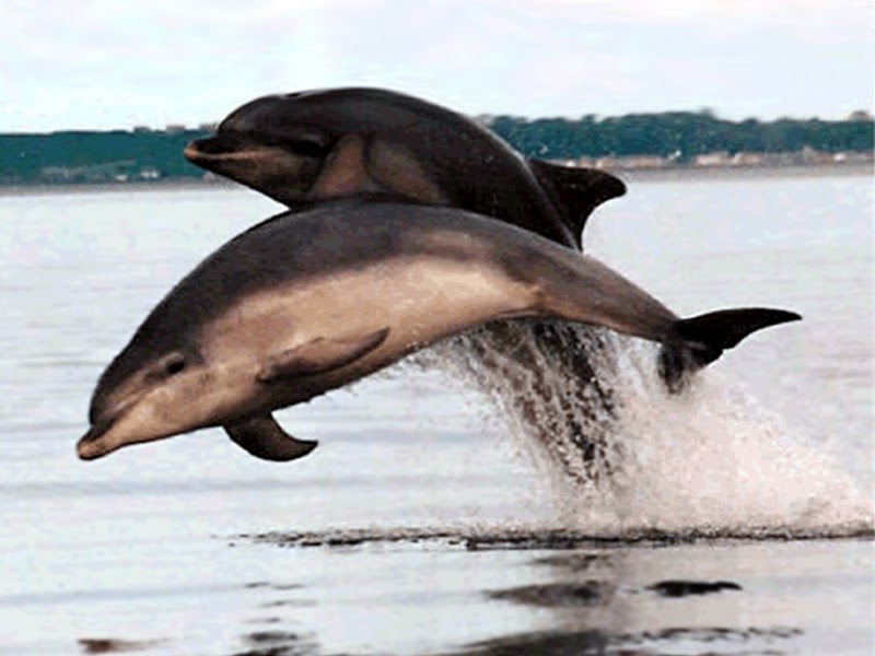 bottlenose dolphin wallpaper. ottlenose dolphin wallpaper.