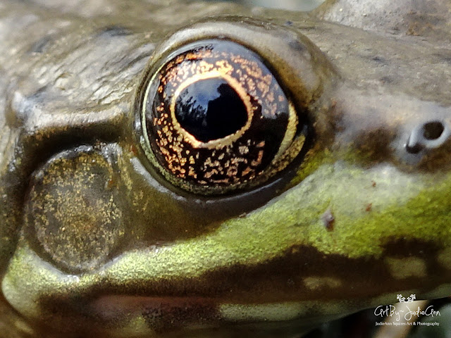 Golden Eye Frog