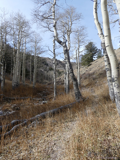 007: trees along the trail