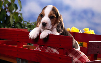 Beagle Puppy Picture