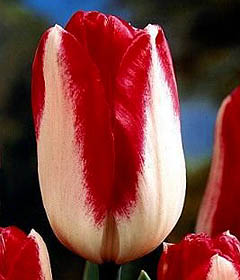 Dreamland Tulip