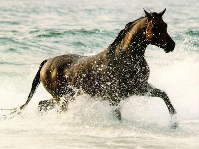 Running Horse Brown Wallpaper