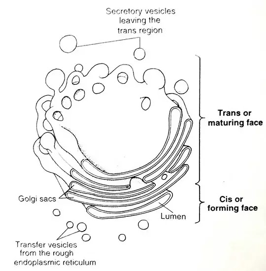 Golgi Bodies:General Introduction, Structure And Function|Hindi