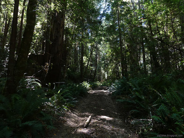 rough road flanked by stumps an thin trees