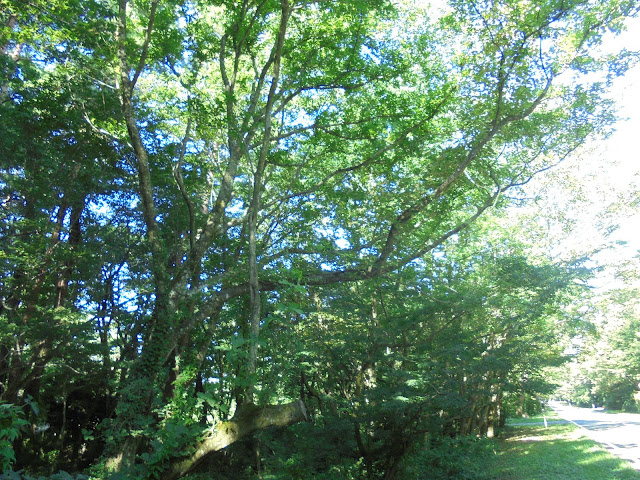 大山並木松の米子大山線