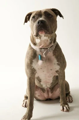 American Pitbull dogs, one of the strongest dogs in the world