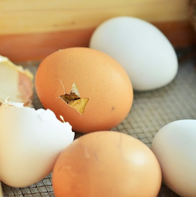 chick pipping egg