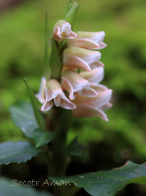 Goodyera foliosa