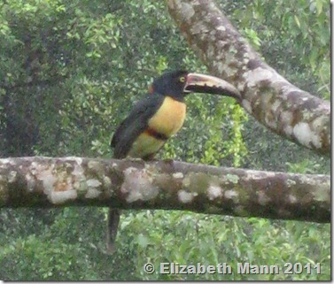 toucan