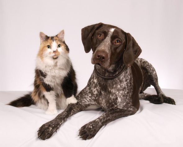 Ren Netherland fotografia animais de estimação meigo amigos gatos cachorros juntos