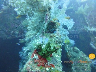 Diving Amed Bali 37