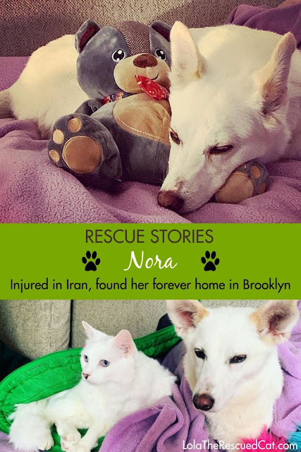 rescue stories
