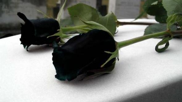 Black Roses | Bunga Ros Hitam ~ Wordless Wednesday