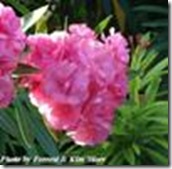 Nerium oleander splendens double pink