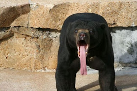Funny animals of the week - 27 December 2013 (40 pics), bear with long tongue
