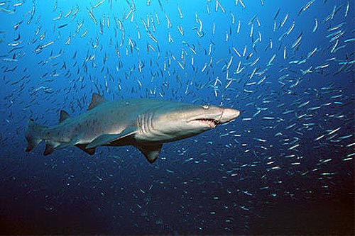 Info-Junction Blog: Sand Tiger Shark