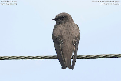 Golondrina de las Mascareñas (Phedina borbonica)