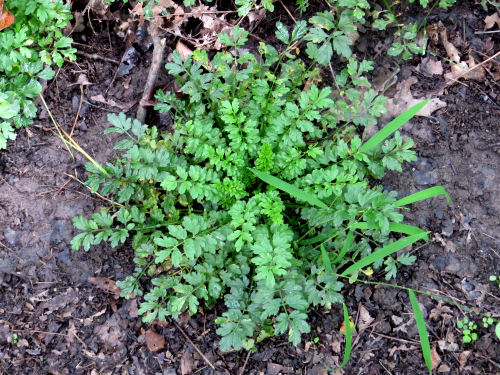 rosette of basal leaves