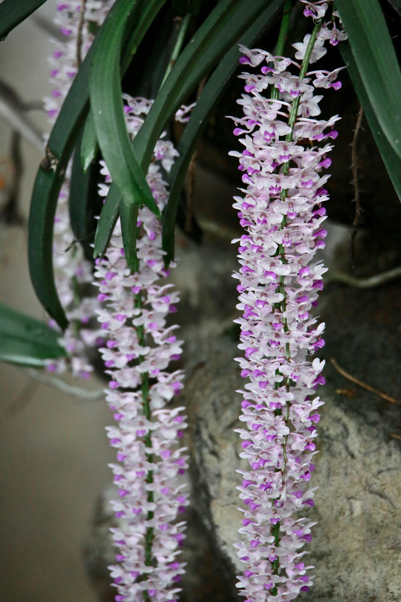 Common Orchids of India, high resolution images free