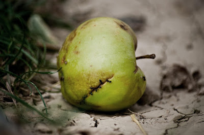 A slightly blemished, green apple is lying on its side on cracked, pale, dusty soil one step from dust. Dark green fronds pf what looks like grass caress it from the left while ants get stuck into its sweetness via a seamed flaw slanting across its surface