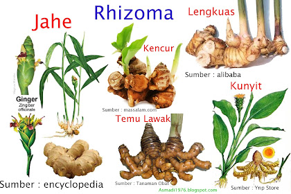 Ciri Ciri Umbi Akar / Ciri Tanaman Porang Porang Konjac Glucomannan : Lumut merupakan kelompok tumbuhan yang tidak mempunyai akar serta daun sejati, akan tetapi dapat menyerap hara serta menjalankan fotosintesis.