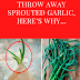 You Should NEVER Throw Away Sprouted Garlic, Here’s Why…