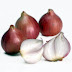 Shallots Can Improve Ability Brain Given