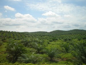 kelapa-sawit-menghasilkan.jpg