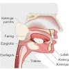 Mengenal Kelenjar Ludah Manusia, Macam, Dan Fungsinya