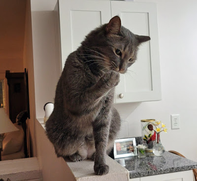 Sawyer, I'm washing my paw so I can look nice for you.