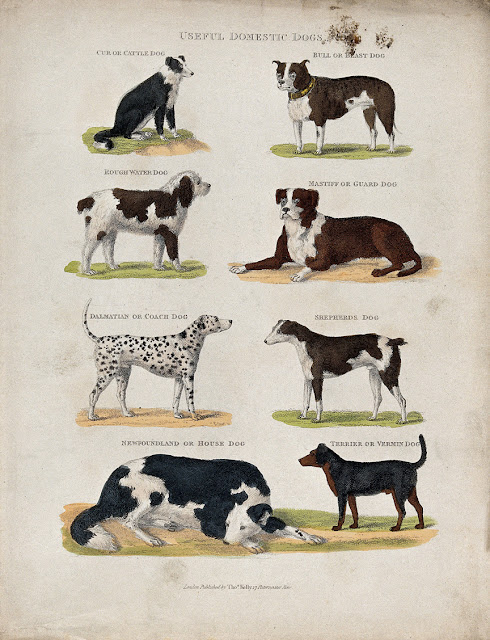 Useful Domestic Dogs, this month's Pets in Art in the Companion Animal Psychology newsletter for March 2019