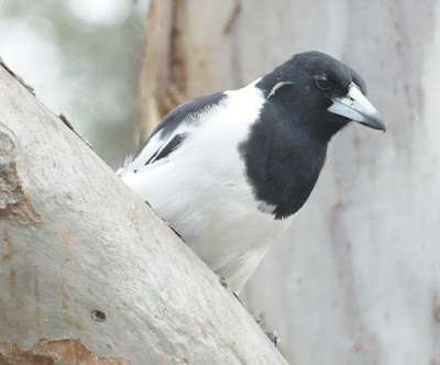 Pied Butcherbird (Cracticus nigrogularis)