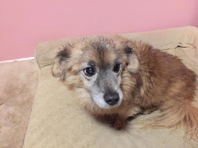 Fluffy little dog slightly wet from rain