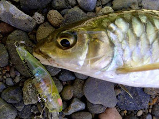 Teknik mancing masheer di sungai Aceh besar