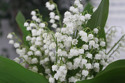 Beautiful flower, Lily of the valley 
