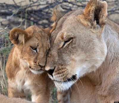 Tierna fotografia de leona con su cria