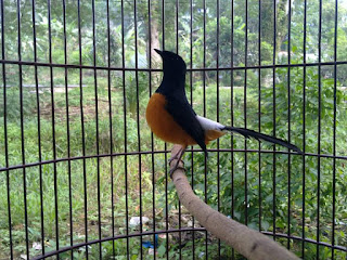 Tentang Burung Murai Batu Kalimantan (Borneo)