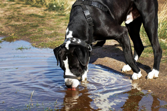Dlaczego pies pije wodę z kałuży?