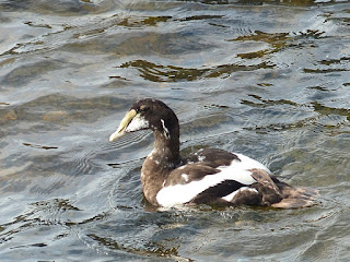 Eider à duvet - Somateria mollissima