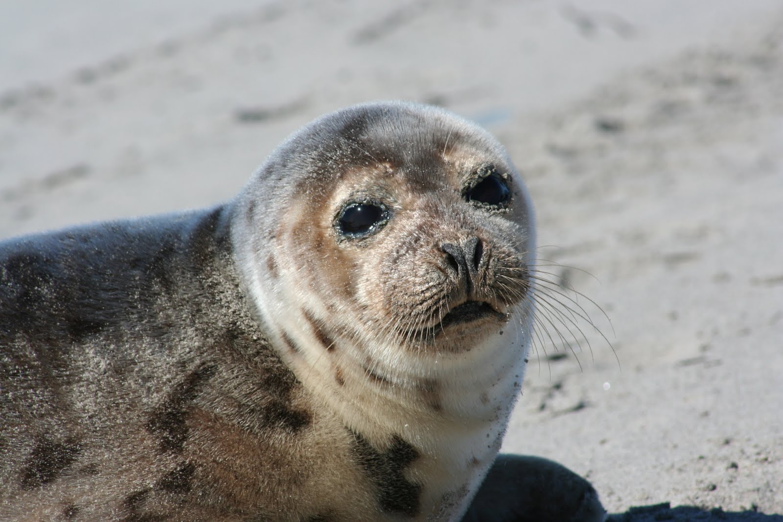 Maclaren Id the seal pup I found at pond cove as a yearling harp seal ...