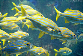 Peces del Tanque Gigante en el Acuario de Boston