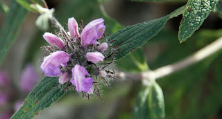 Plantas Mágicas. Hierba del Viento