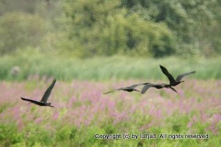 Glossy Ibis