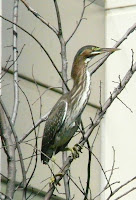 young green heron